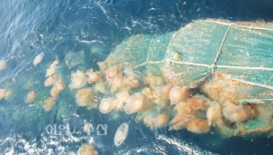 해파리 피해 ‘자연재해’ 지정 시급