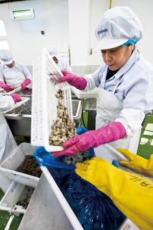 굴양식 어가, 일본 수출 막힐까 ‘노심초사’